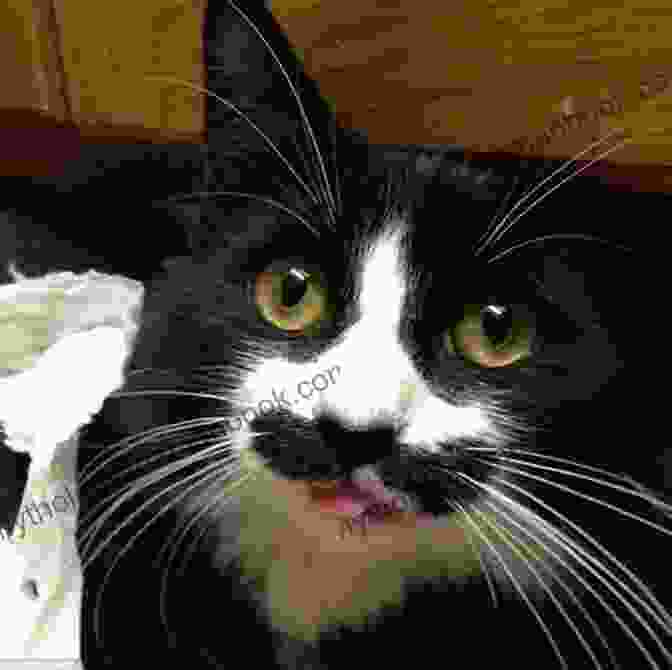 A Cat With A Mustache Silliest Animals A Laugh Out Loud Picture For Kids