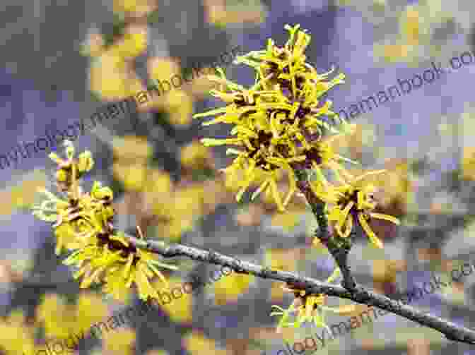A Close Up Of A Witch Hazel Shrub, With Its Distinctive Serrated Leaves And Clusters Of Yellow Flowers. The Ultimate Guide To Witch Hazel: Everything You Need To Know About Witch Hazel Including 7 Home Recipes