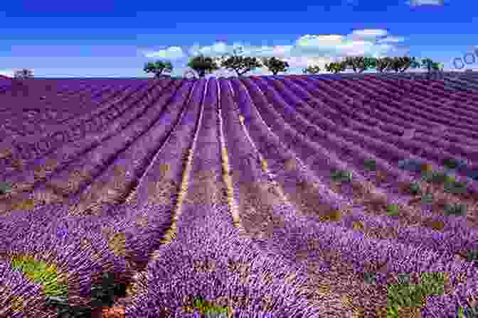 A Close Up Of Blooming Lavender Flowers In The L'Occitane Gardens In Provence, France The Essence Of Provence: The Story Of L Occitane