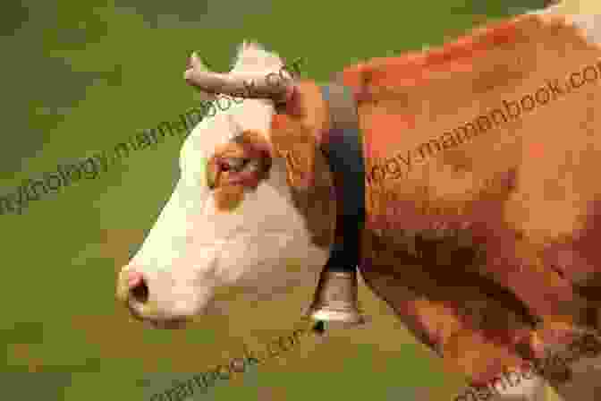 A Cow With A Bell Silliest Animals A Laugh Out Loud Picture For Kids