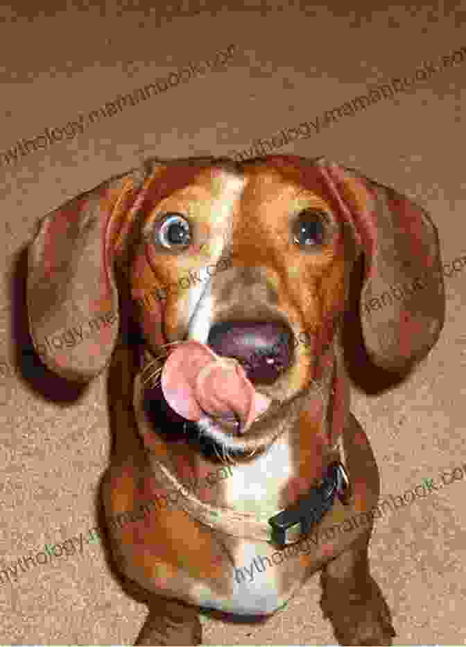 A Dog With Its Tongue Out Silliest Animals A Laugh Out Loud Picture For Kids