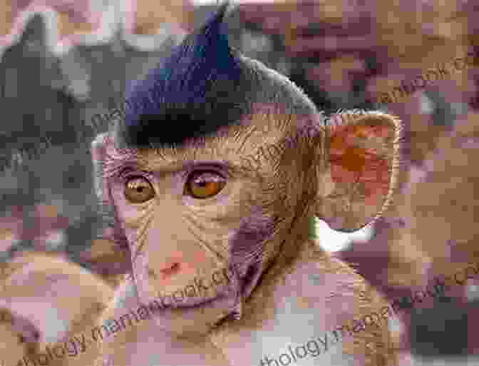 A Monkey With A Mohawk Haircut Silliest Animals A Laugh Out Loud Picture For Kids