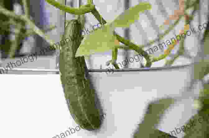 A Photo Of Cucumbers Growing In A Pot. Dig In : 12 Easy Gardening Projects Using Kitchen Scraps