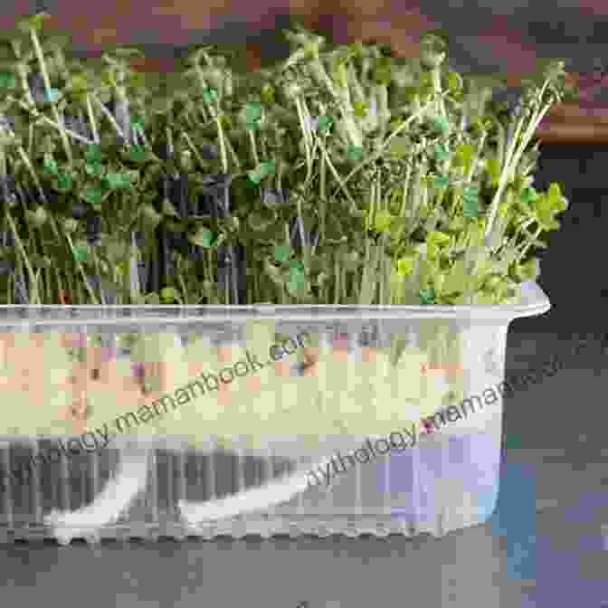 A Photo Of Microgreens Growing In A Tray. Dig In : 12 Easy Gardening Projects Using Kitchen Scraps