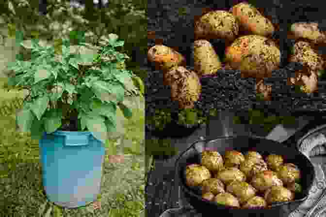 A Photo Of Potatoes Growing In A Pot. Dig In : 12 Easy Gardening Projects Using Kitchen Scraps