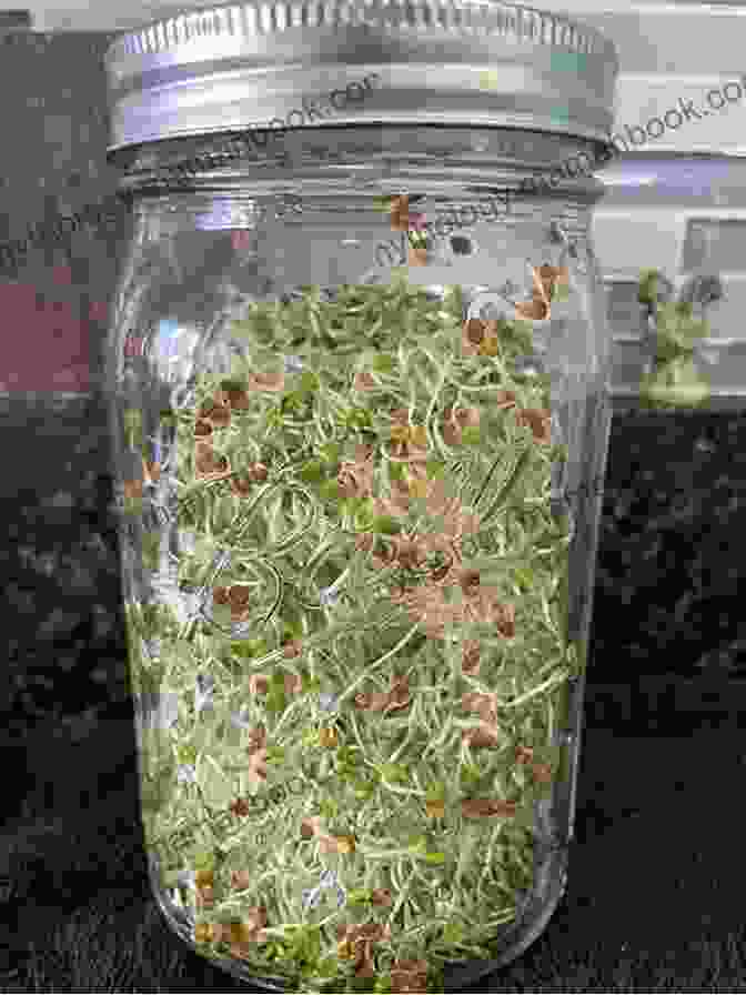 A Photo Of Sprouts Growing In A Jar. Dig In : 12 Easy Gardening Projects Using Kitchen Scraps