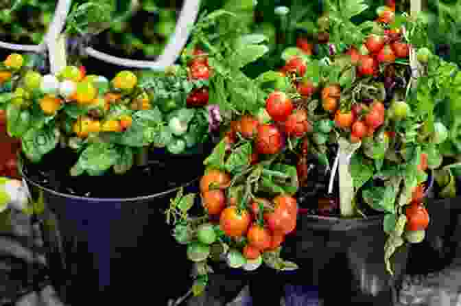 A Photo Of Tomatoes Growing In A Pot. Dig In : 12 Easy Gardening Projects Using Kitchen Scraps