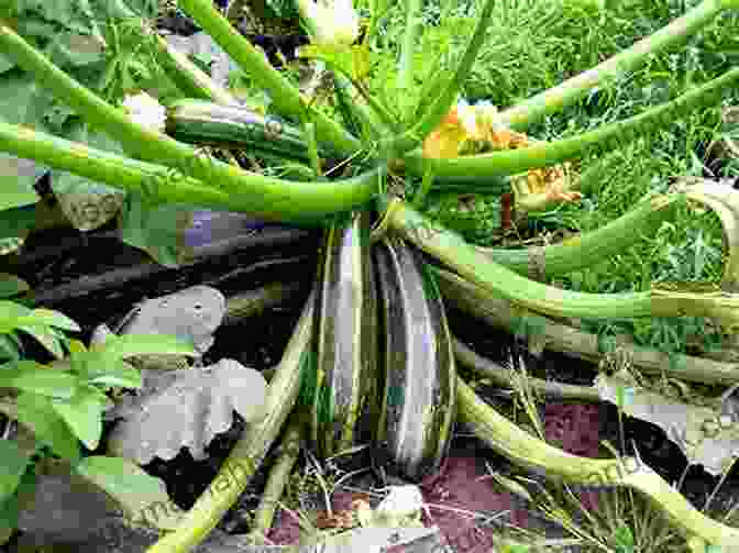 A Photo Of Zucchini Growing In A Pot. Dig In : 12 Easy Gardening Projects Using Kitchen Scraps