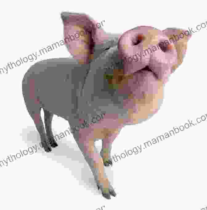 A Pig With A Pink Nose Silliest Animals A Laugh Out Loud Picture For Kids