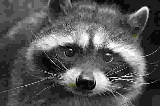 A Raccoon With A Mask Silliest Animals A Laugh Out Loud Picture For Kids