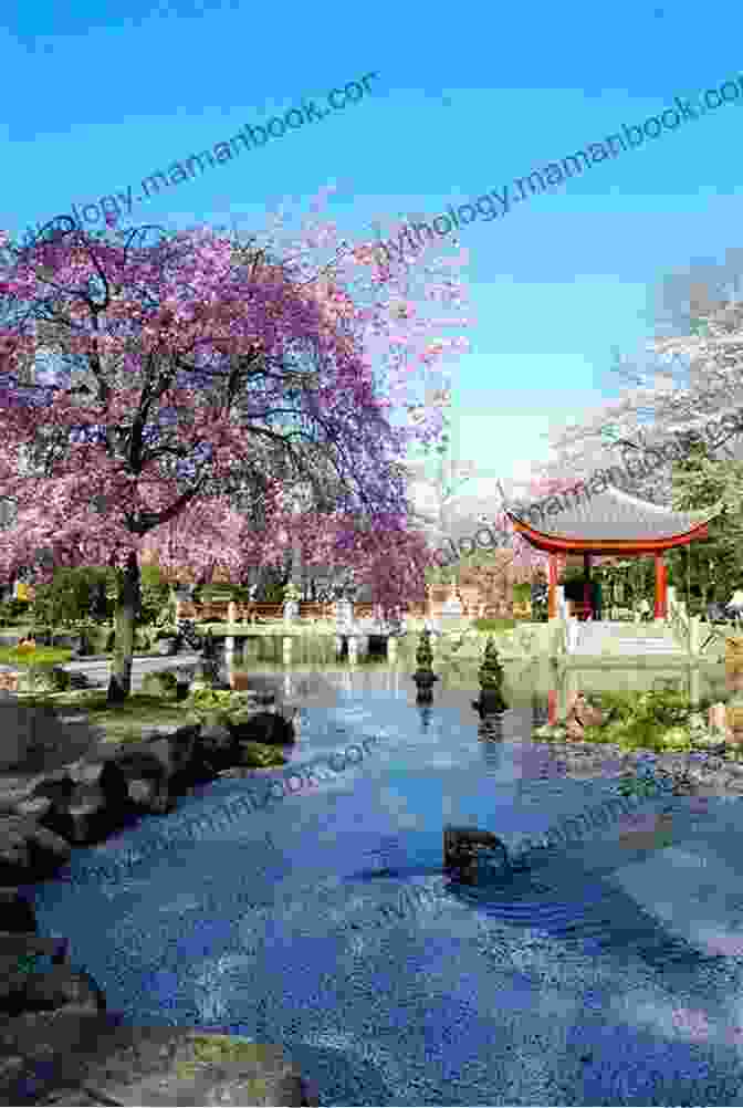 A Serene Japanese Garden With Blooming Cherry Blossoms Haiku:Heart Of A Geisha
