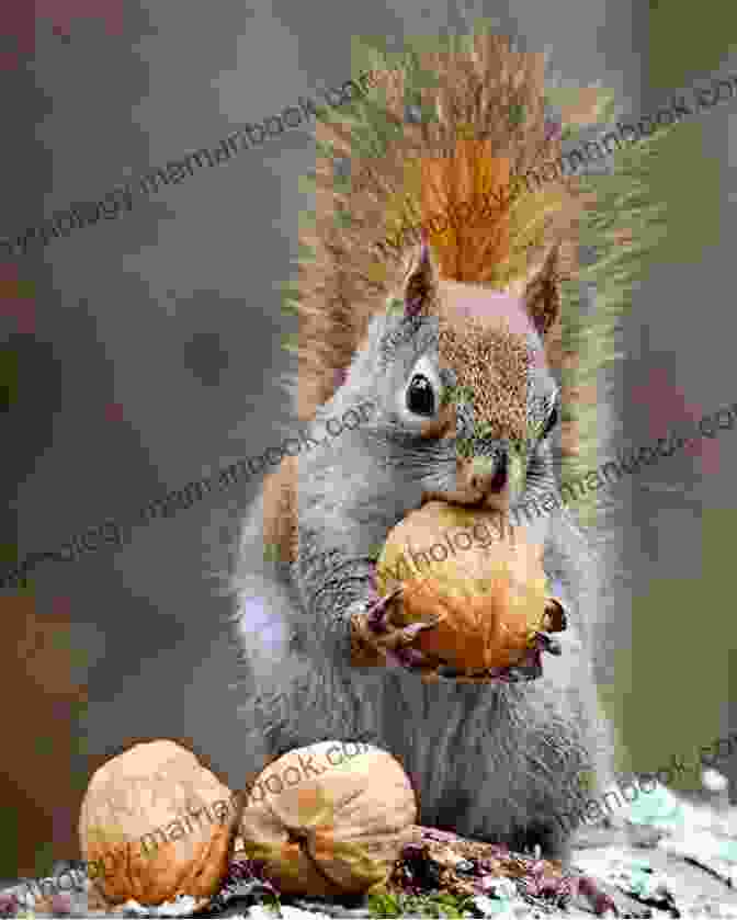 A Squirrel Holding A Nut Silliest Animals A Laugh Out Loud Picture For Kids