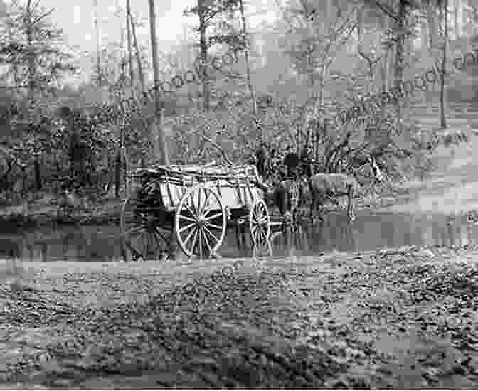 A Team Of Marius Mules Pulling A Wagon During The Civil War Marius Mules XIII: Civil War