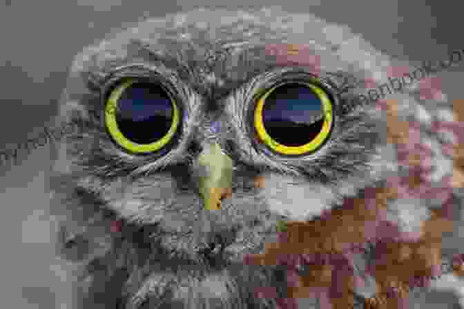 An Owl With Big Eyes Silliest Animals A Laugh Out Loud Picture For Kids