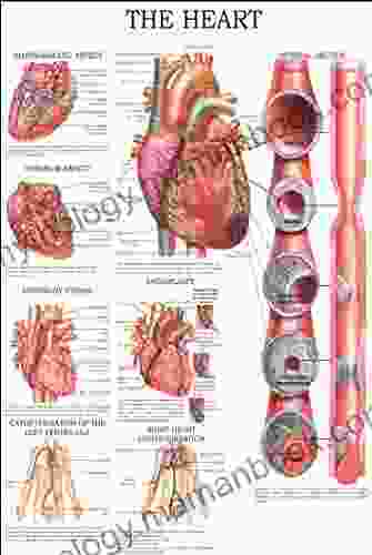 The Heart: E Chart Full Illustrated